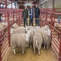Reserve Champion South Country Cheviots (3)